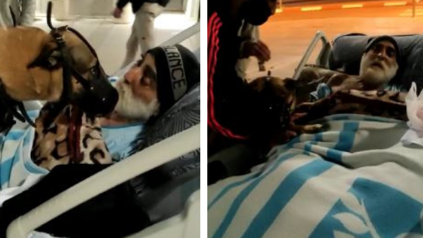 המפגש בין אריה לכלבתו צ'לסי