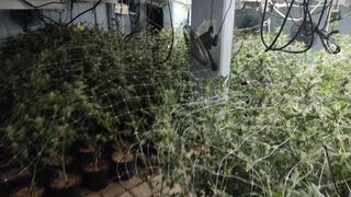 טרם נתפסו חשודים, השתילים שנתפסו