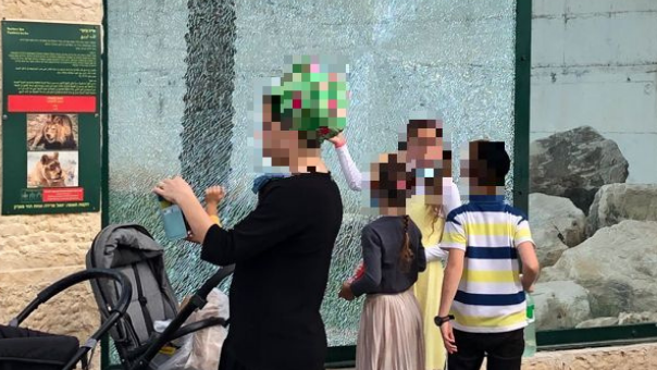 המבקרים פוחדים: הזכוכית בכלוב האריות בחי פארק מנופצת לרסיסים