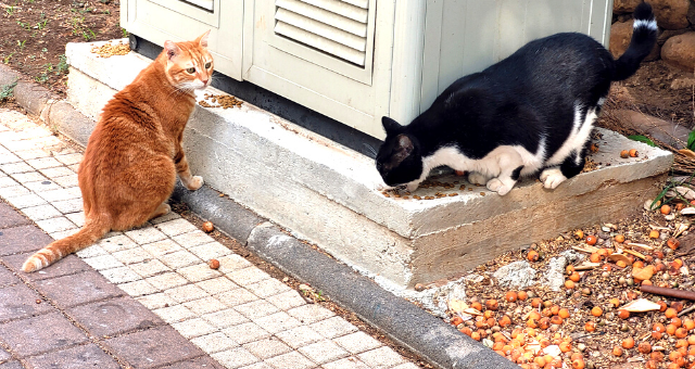 "קצב ההתרבות לא מבוקר". חתולי רחוב בקריות
